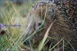 Igel