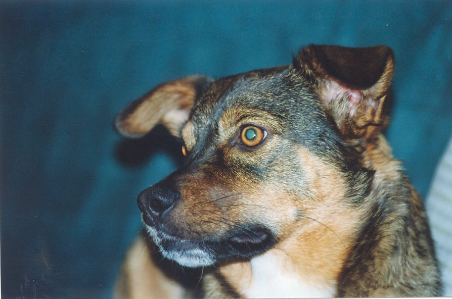 Otto 2004