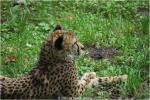 Gepard