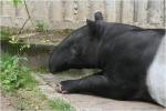 Tapir