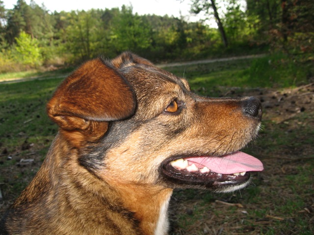 Otto im wald