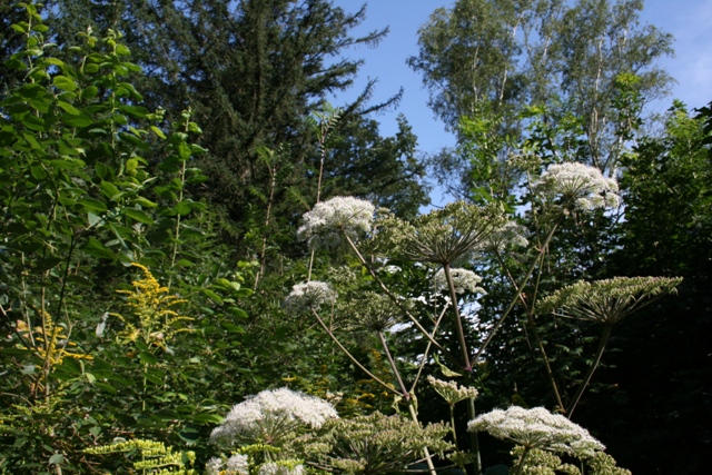 Blüter im Wald