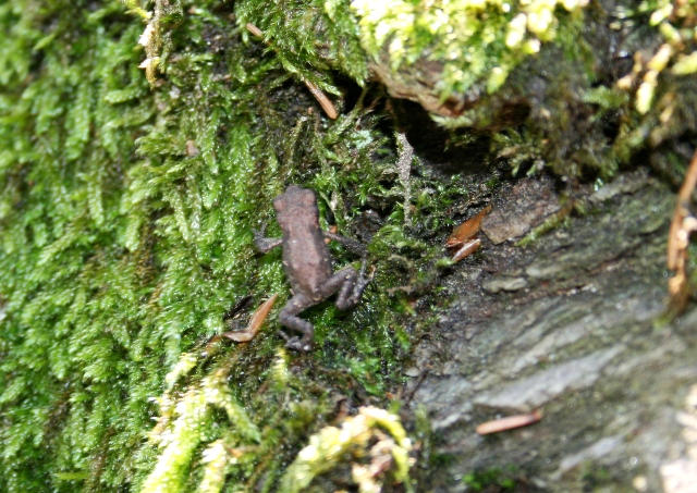 Lanser Moor Frosch