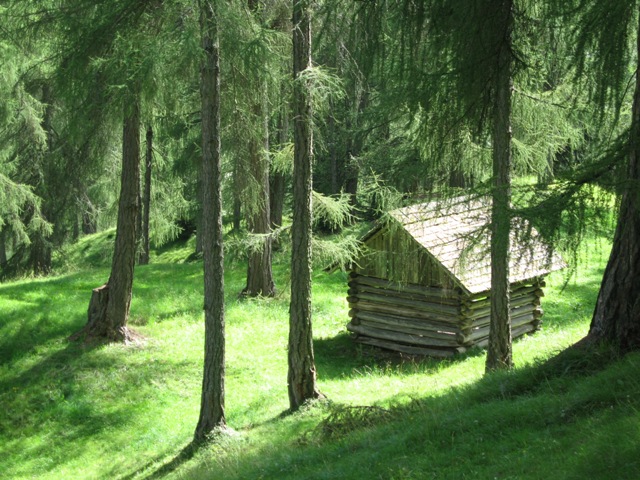 Waldlandschaft