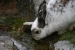 Alpenzoo Innsbruck 