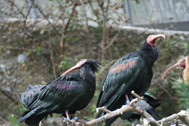 Alpenzoo Innsbruck 