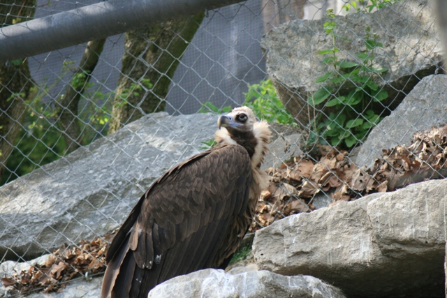 Alpenzoo Innsbruck Geier