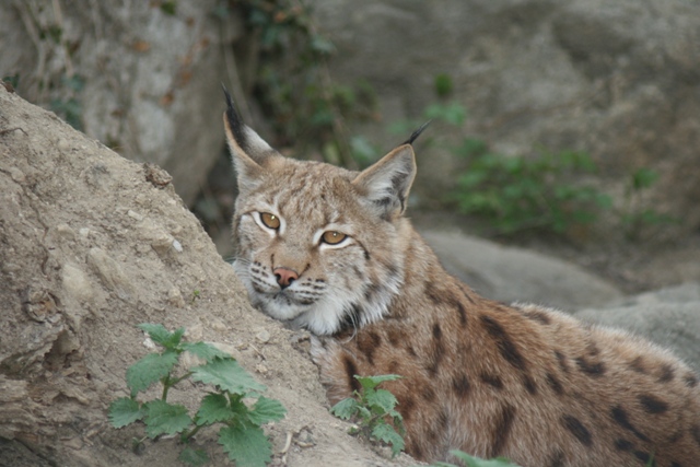 Alpenzoo Innsbruck Luchs 