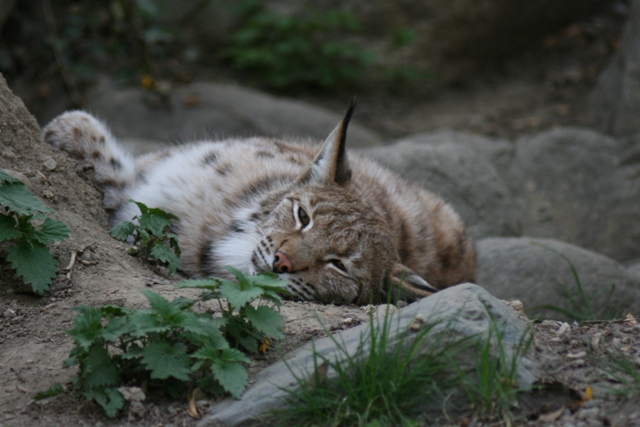 Alpenzoo Innsbruck Luchs 