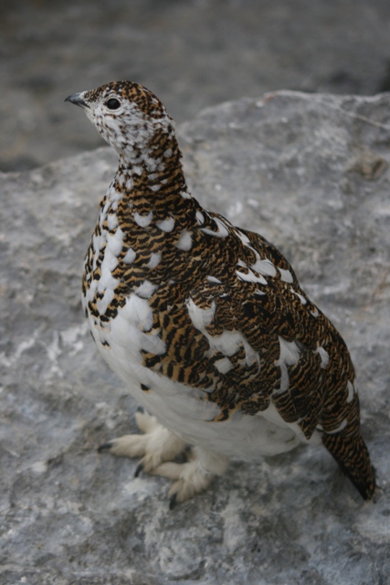 Alpenzoo Innsbruck Schnee Huhn