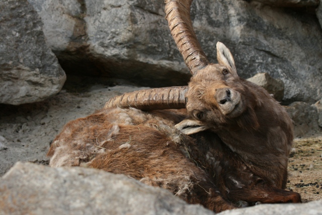 Alpenzoo Innsbruck Steinbock