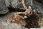 Alpenzoo Innsbruck Steinbock