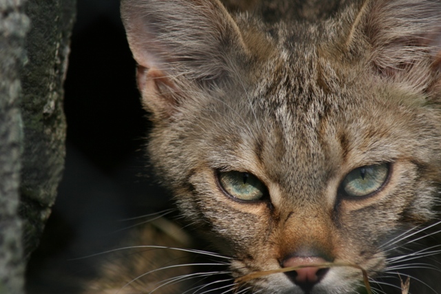 Alpenzoo Innsbruck Wildkatze