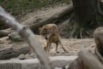 Alpenzoo Innsbruck Wolf 