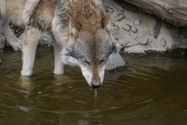 Alpenzoo Innsbruck Wolf