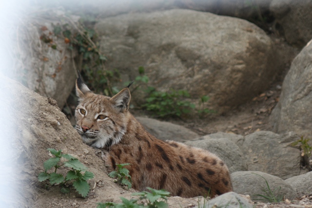 Alpenzoo Insbruck Luchs