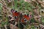 Arzler Alm Schmetterling