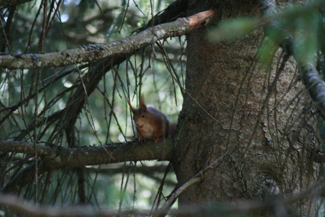 Hötnger Alm Eichhörnchen