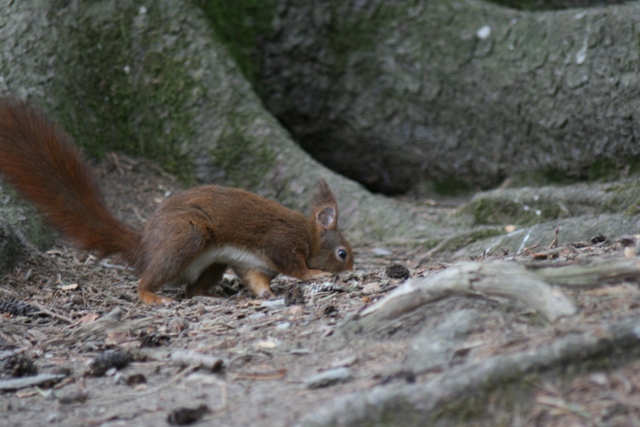 Lans Eichhörnchen