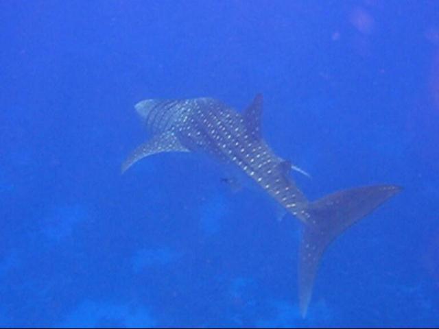 Walhai (Rhincodon typus)