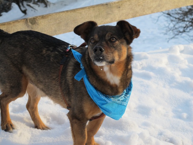 Otto im Schnee.JPG