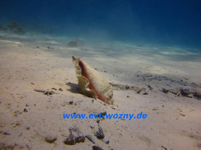 Schnecke