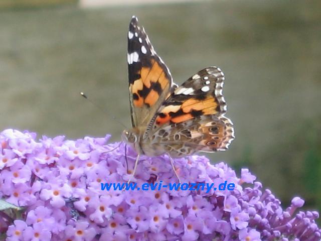 Schmetterling