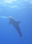 Delfin21.JPG