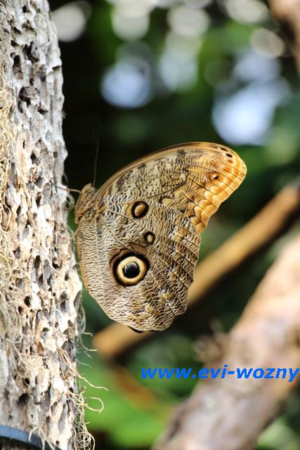 Schmetterling