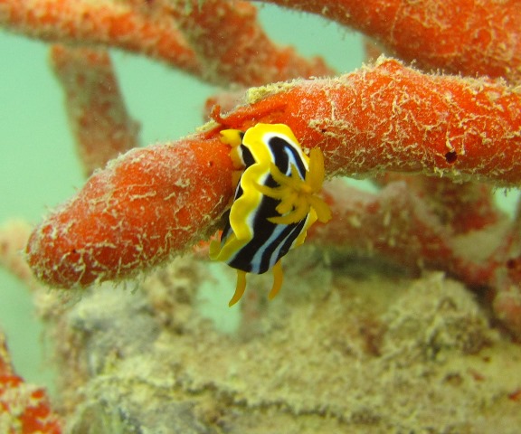 Pyjama Schnecke