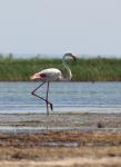 Camargue - Strand von Piémanson 