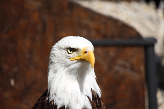 Volerie des Aigles