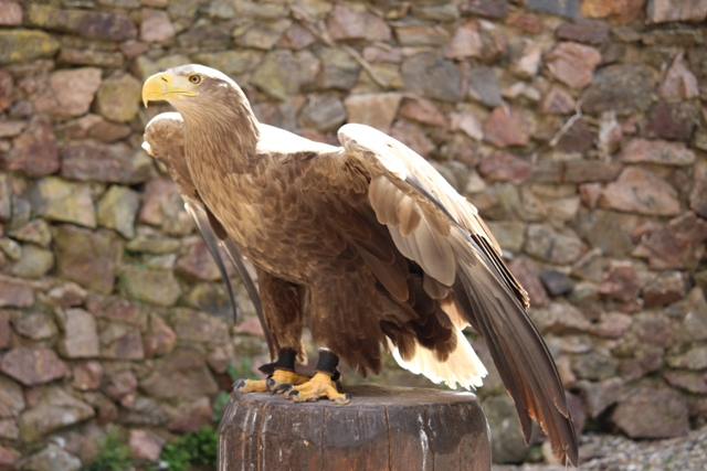 Volerie des Aigles