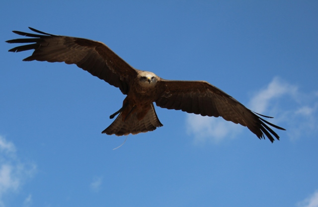 Volerie des Aigles