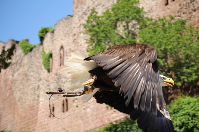 Volerie des Aigles - Seeadler