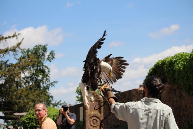 Volerie des Aigles - Flugshow