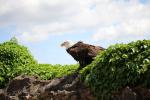 Volerie des Aigles