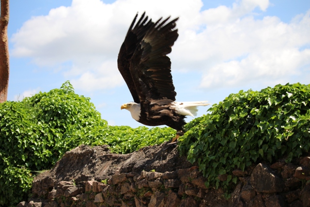 Volerie des Aigles - Seeadler