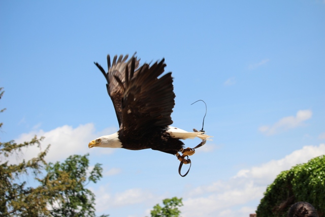 Volerie des Aigles - Seeadler