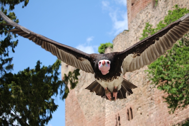 Volerie des Aigles