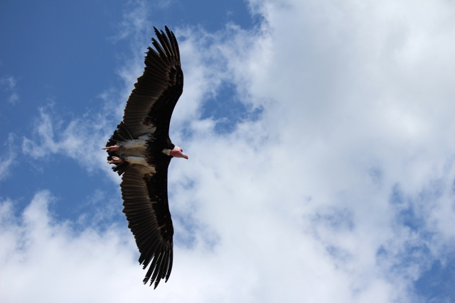 Volerie des Aigles - Flugshow