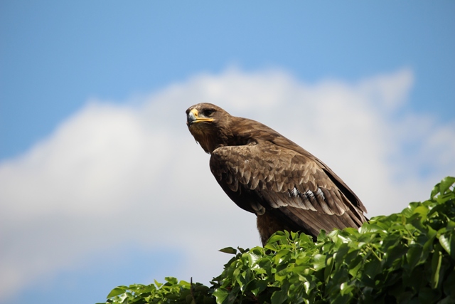 Volerie des Aigles