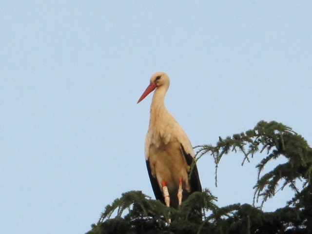 Rouffach - Storch