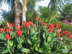 Cannas