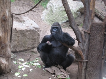 Gorilla